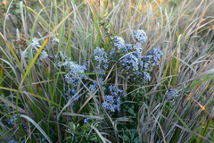 Ceanothus maritimus