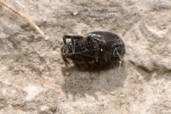 Titanoeca quadriguttata