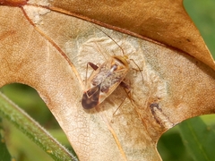 Diomocoris