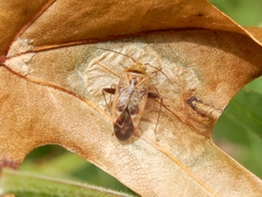 Diomocoris