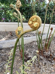 Sphaeropteris lepifera