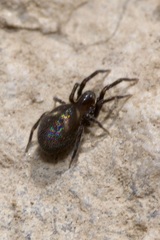 Titanoeca quadriguttata