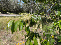 Prunus ilicifolia lyonii