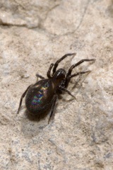 Titanoeca quadriguttata