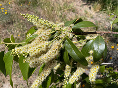 Prunus ilicifolia lyonii