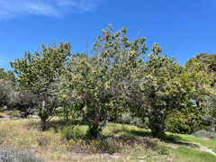 Prunus ilicifolia lyonii