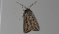 Persectania dyscrita