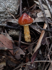 Austroboletus lacunosus