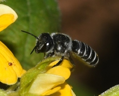 Megachile exilis