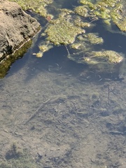 Cyprinodon variegatus