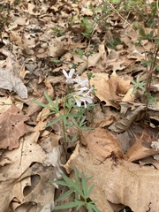 Cardamine concatenata