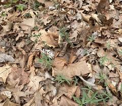Cardamine concatenata