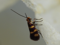 Micropterix