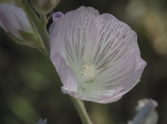Sidalcea robusta