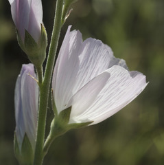 Sidalcea robusta