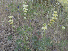Lupinus densiflorus
