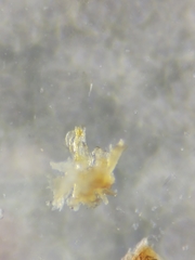 Brachyiulus lusitanus