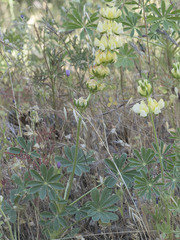 Lupinus densiflorus