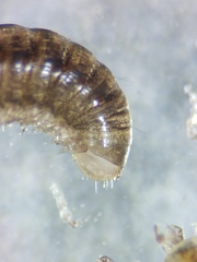 Brachyiulus lusitanus