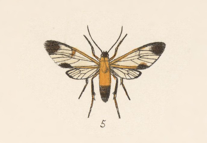 Pseudosphex faveria