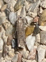 Acrobasis obliqua