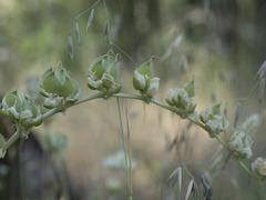 Lupinus densiflorus