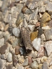 Acrobasis obliqua
