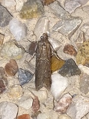 Acrobasis obliqua