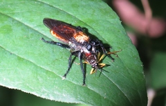 Laphria sericea