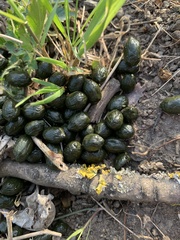 Capreolus