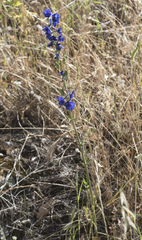 Delphinium variegatum