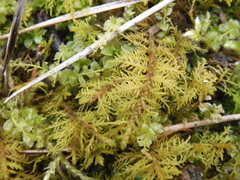 Thuidium assimile