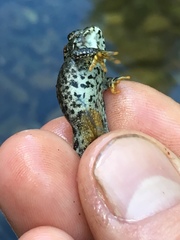 Anaxyrus boreas boreas
