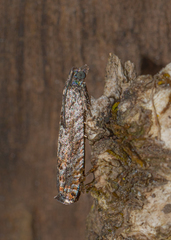 Pseudexentera mali