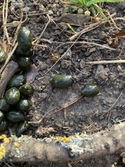 Capreolus