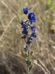 Delphinium variegatum