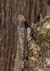Pseudexentera mali