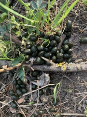 Capreolus