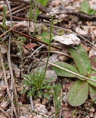 Teesdalia coronopifolia