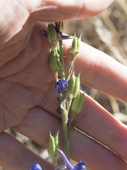 Delphinium variegatum