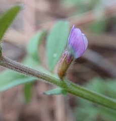 Vicia lathyroides