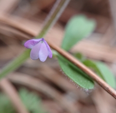 Vicia lathyroides