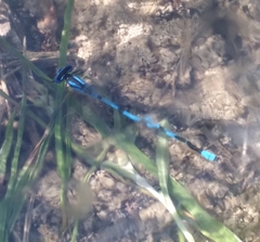 Enallagma doubledayi