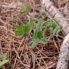 Vicia lathyroides
