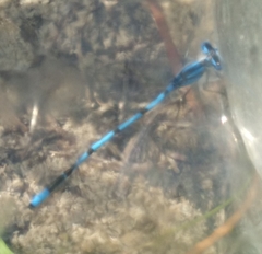 Enallagma doubledayi