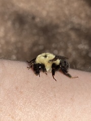 Bombus bimaculatus