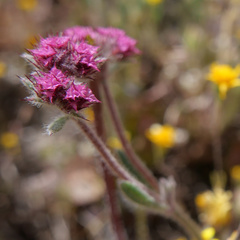 Chorizanthe douglasii