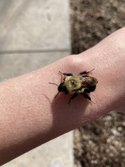 Bombus bimaculatus