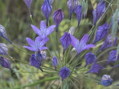 Triteleia bridgesii