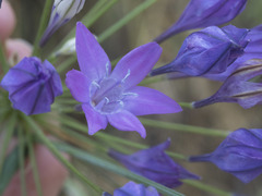 Triteleia bridgesii